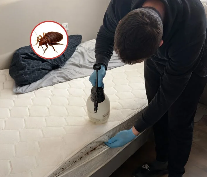 Technicien traitant un matelas contre les punaises de lit à Courpalay